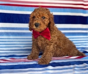Cavapoo Puppy for sale in LANCASTER, PA, USA