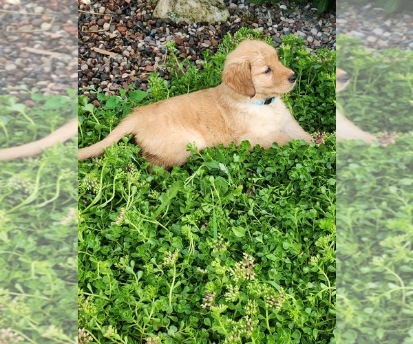 Medium Photo #3 Golden Retriever Puppy For Sale in DAKOTA, MN, USA