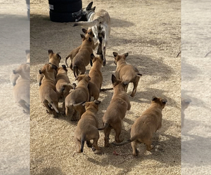 Belgian Malinois Puppy for sale in STRATFORD, TX, USA