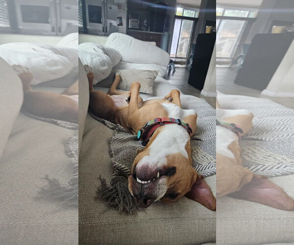 Medium Photo #4 American Staffordshire Terrier-Labrador Retriever Mix Puppy For Sale in Tampa, FL, USA