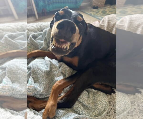 Medium Photo #4 Doberman Pinscher Puppy For Sale in Buffalo, MN, USA