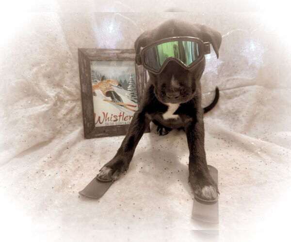 Medium Photo #4 Mutt Puppy For Sale in New London, WI, USA