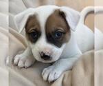 Small Labrador Retriever Mix