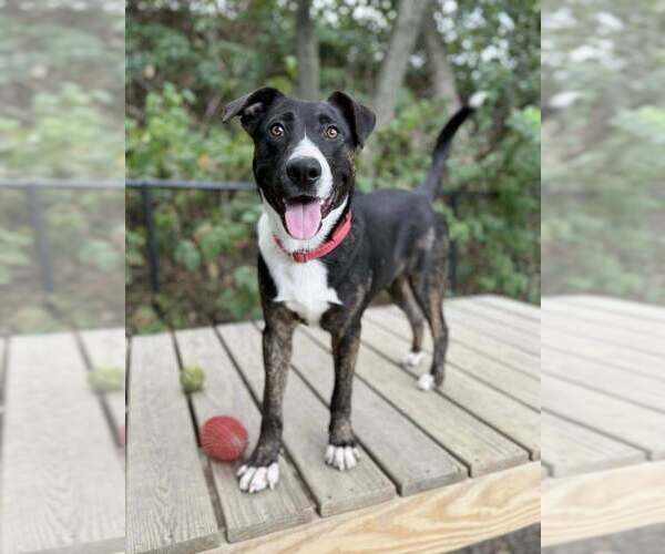 Medium Photo #5 Mutt Puppy For Sale in Elmsford, NY, USA