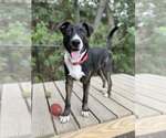 Small Photo #5 Mutt Puppy For Sale in Elmsford, NY, USA