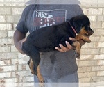Small Photo #8 Rottweiler Puppy For Sale in FORT WORTH, TX, USA