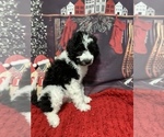 Small Photo #3 Goldendoodle Puppy For Sale in DOLPH, AR, USA