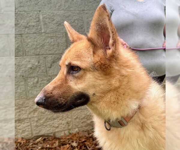Medium Photo #2 German Shepherd Dog-Unknown Mix Puppy For Sale in Frenchburg, KY, USA