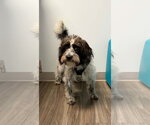 Small #1 Shih-Poo