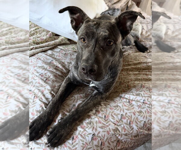 Medium Photo #1 American Staffordshire Terrier-Unknown Mix Puppy For Sale in Dana Point, CA, USA