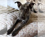 Delta - Female American Staffordshire Terrier-Unknown Mix Dog for Adoption - Small photo
