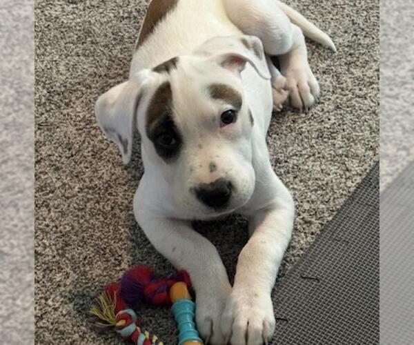 Medium Photo #4 Boxer-Unknown Mix Puppy For Sale in San Diego, CA, USA