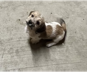 Schweenie Puppy for sale in SUMTER, SC, USA