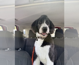 Bernedoodle Puppy for sale in EBENSBURG, PA, USA