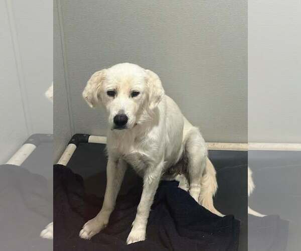 Medium Photo #7 Golden Retriever-Unknown Mix Puppy For Sale in San Diego, CA, USA