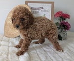 Small #7 Poodle (Miniature)