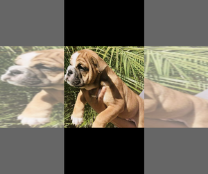 English Bulldog Puppy for sale in HUMBLE, TX, USA