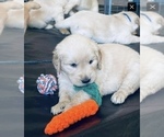 Small Photo #2 Golden Retriever Puppy For Sale in TEMECULA, CA, USA