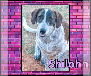 Shiloh GDP - Female Collie Dog for Adoption - Photo #3