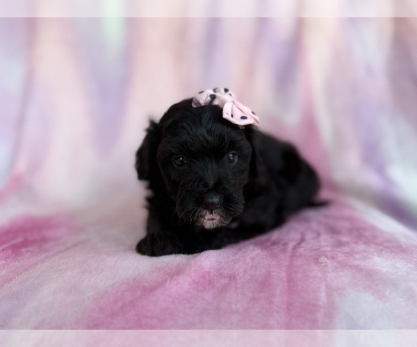 Medium Photo #7 Aussiedoodle Miniature  Puppy For Sale in LAKELAND, FL, USA