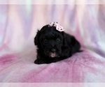 Small #6 Aussiedoodle Miniature 