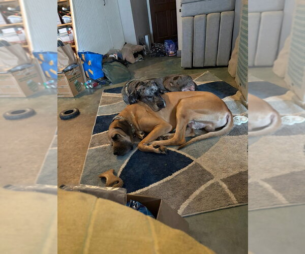 Medium Photo #4 Great Dane Puppy For Sale in Bullard, TX, USA