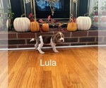 Puppy Lula Beagle
