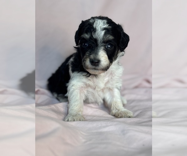 Medium Photo #15 Bernedoodle (Miniature) Puppy For Sale in LONGMONT, CO, USA
