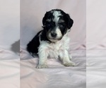 Pepper - Female Bernedoodle (Miniature) Puppy for Sale - Photo #15