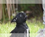 Scooby - Male Pug Puppy for Sale - Photo #8
