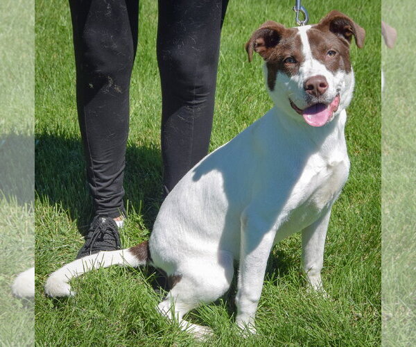 Medium Photo #3 Lab-Pointer Puppy For Sale in Huntley, IL, USA