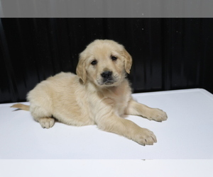 Golden Retriever Puppy for sale in SHILOH, OH, USA