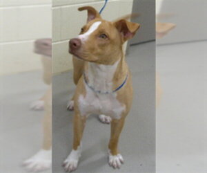 Mutt Dogs for adoption in Sanford, FL, USA