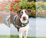 Small American Pit Bull Terrier Mix