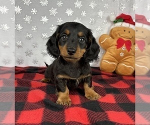 Dachshund Puppy for sale in FRANKLIN, IN, USA