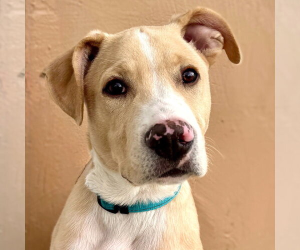 Medium Photo #1 Mutt Puppy For Sale in Laramie, WY, USA
