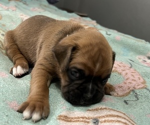Boxer Puppy for sale in BLOOMINGTON, IL, USA