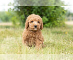 Small Photo #13 Goldendoodle (Miniature) Puppy For Sale in WARSAW, IN, USA