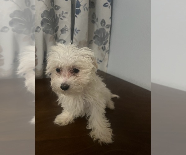 Medium Photo #17 Maltese Puppy For Sale in DURHAM, CT, USA