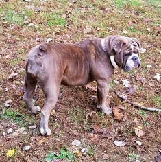 Mother of the Olde English Bulldogge puppies born on 08/26/2017