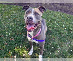 American Pit Bull Terrier Dogs for adoption in Alameda, CA, USA