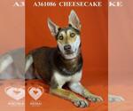 Small #1 German Shepherd Dog-Siberian Husky Mix