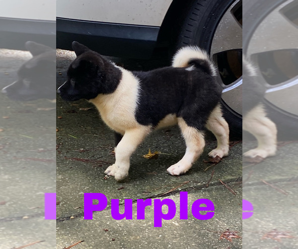 Medium Photo #23 Akita Puppy For Sale in MCDONOUGH, GA, USA