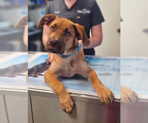Great Dane Dogs for adoption in Bullard, TX, USA