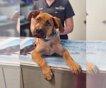 Small Great Dane