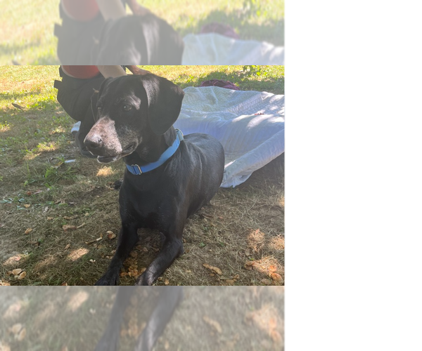 Medium Photo #4 Labrador Retriever-Unknown Mix Puppy For Sale in Osgood, IN, USA
