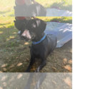 Small #3 Labrador Retriever Mix