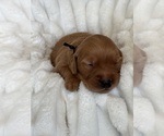 Small #2 Golden Retriever