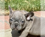 Small Photo #18 French Bulldog Puppy For Sale in SALINAS, CA, USA