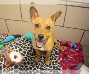Chihuahua Dogs for adoption in Fort Wayne, IN, USA